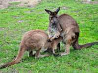 188 kangaroo big joey feeding 3496